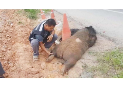 2018–07-06 过马路被车撞黑熊当场丧命